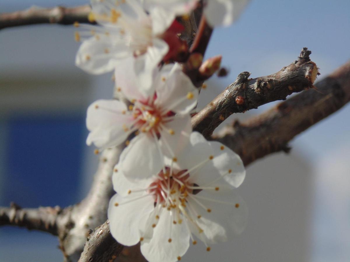 Schmankerl Und Gast Bed & Breakfast Rohrendorf bei Krems Luaran gambar